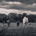 Horses II