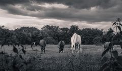 Horses II