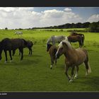 Horses II....