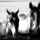 "Horses III"