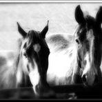 "Horses III"