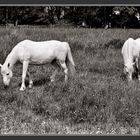 Horses in a field in Vexin, west of Paris