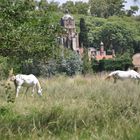 Horses in Argentina