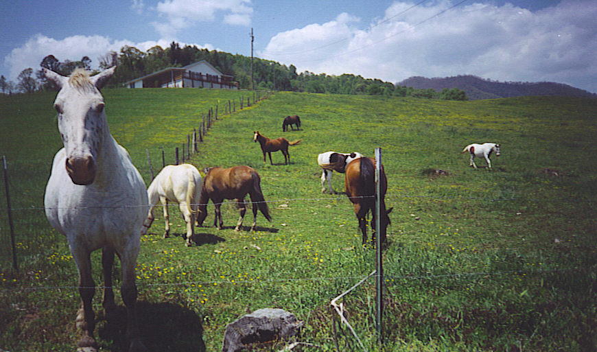 Horses in Field near Bryson City, NC