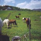 Horses in Field near Bryson City, NC