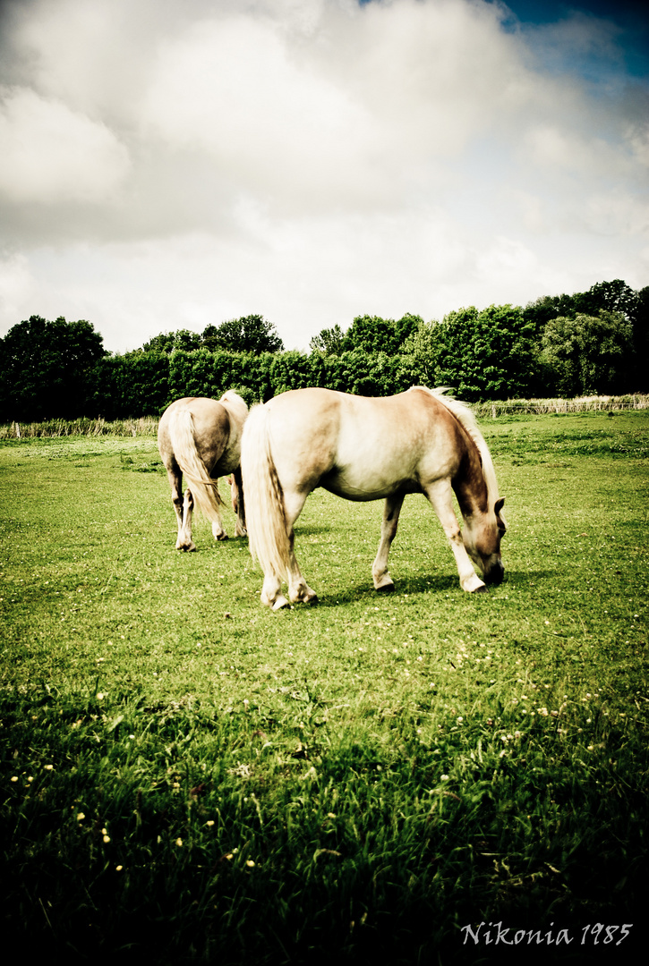 Horses in Freedom