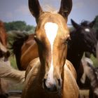 Horses in Hungarian Puszta