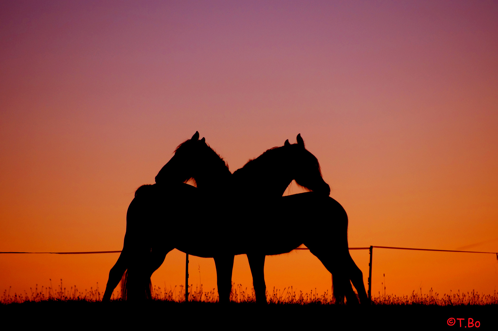 Horses in Love