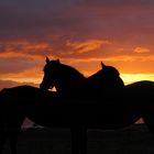 Horses in love