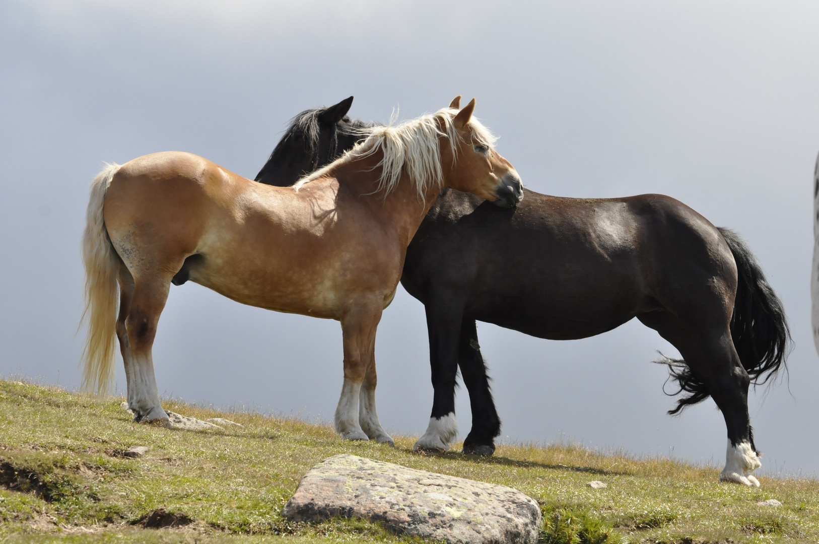 horses in love