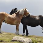 horses in love