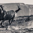 Horses in Monument Valley