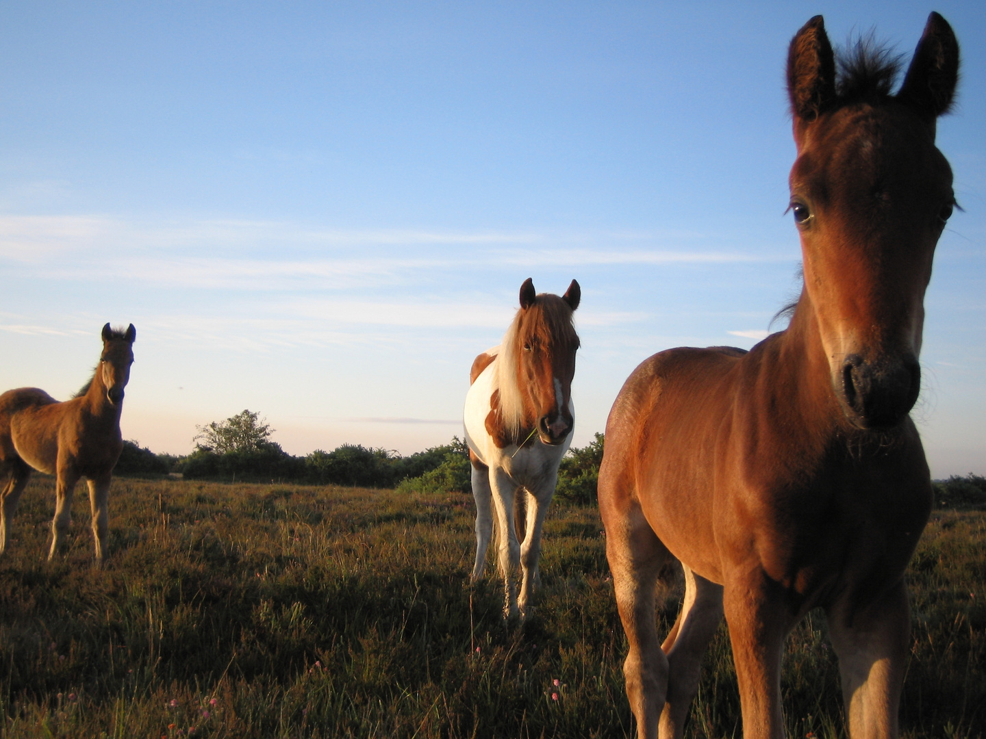 horses in new forest