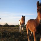 horses in new forest