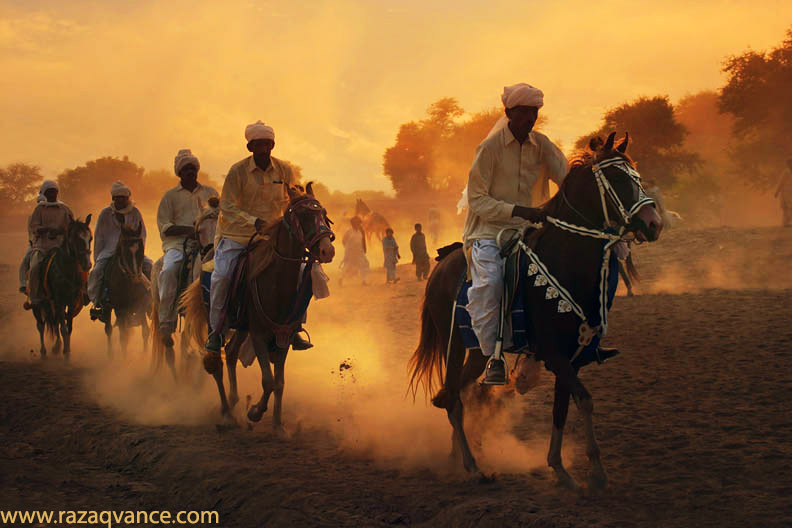 horses in parade 