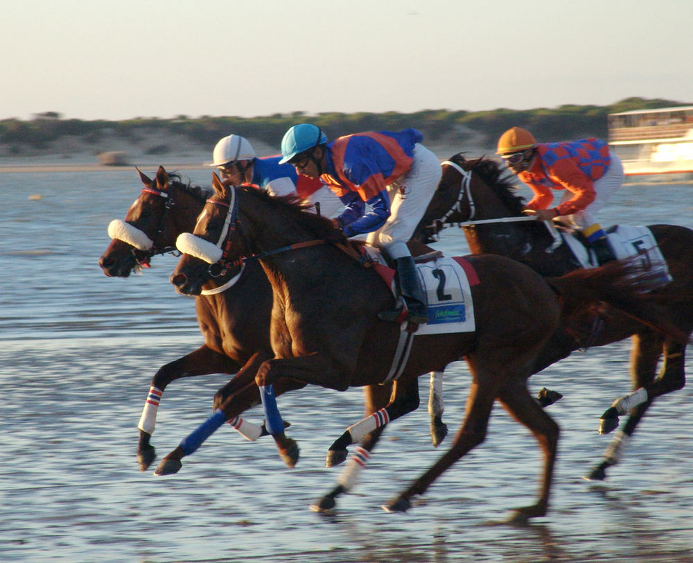 Horses in Sanlúcar de Barrameda ( Spain)