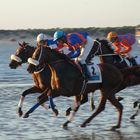 Horses in Sanlúcar de Barrameda ( Spain)