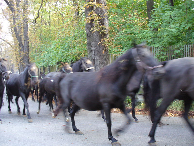 Horses in Slatinany