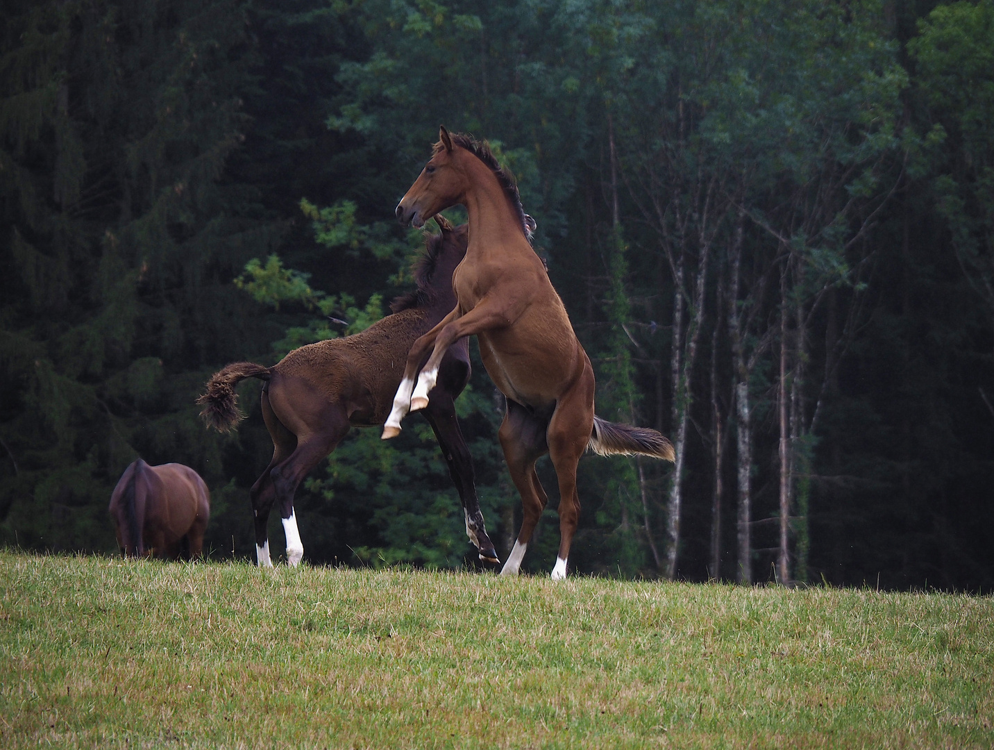 horses in spring