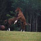 horses in spring