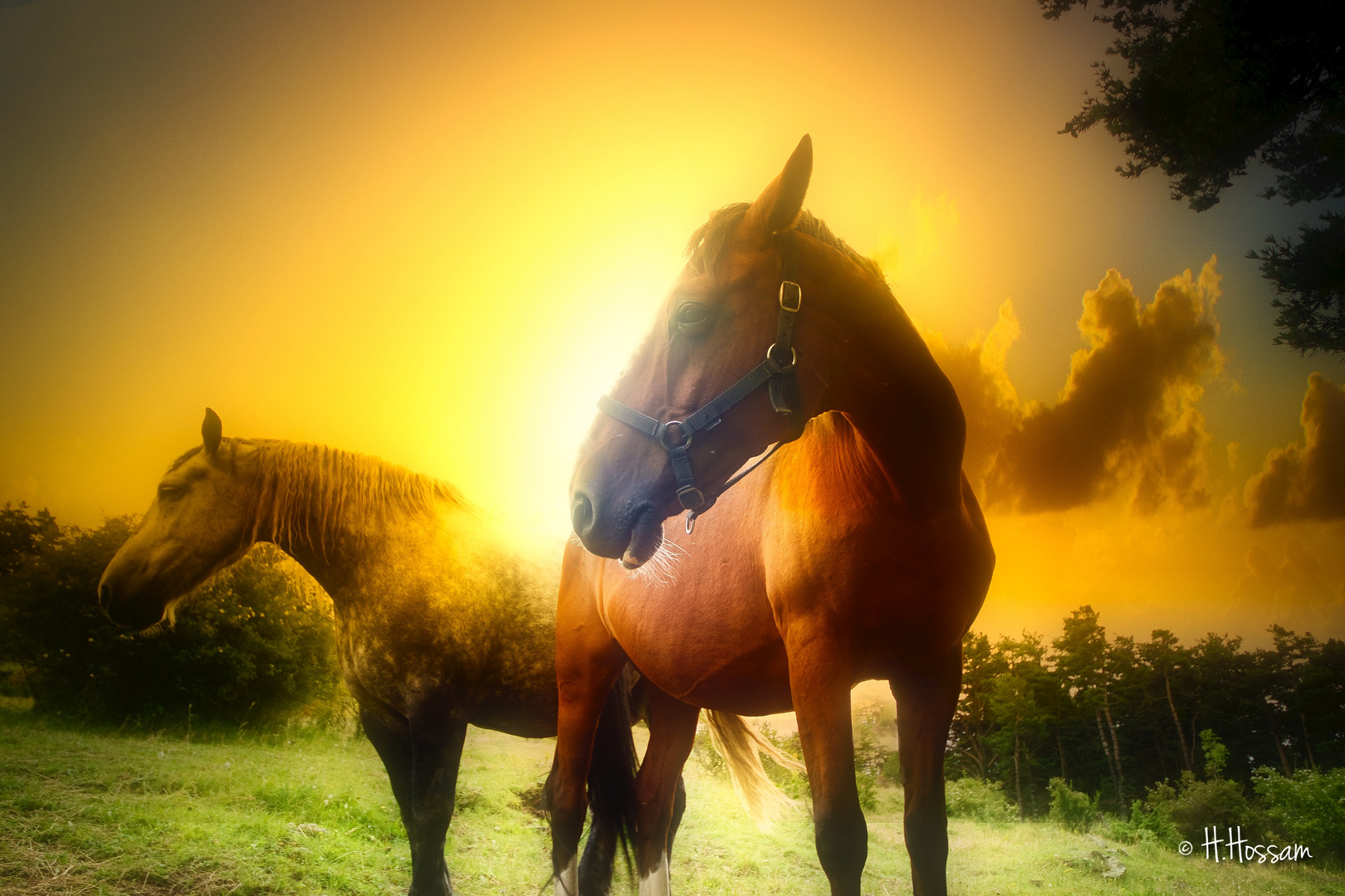 Horses in Sunset 