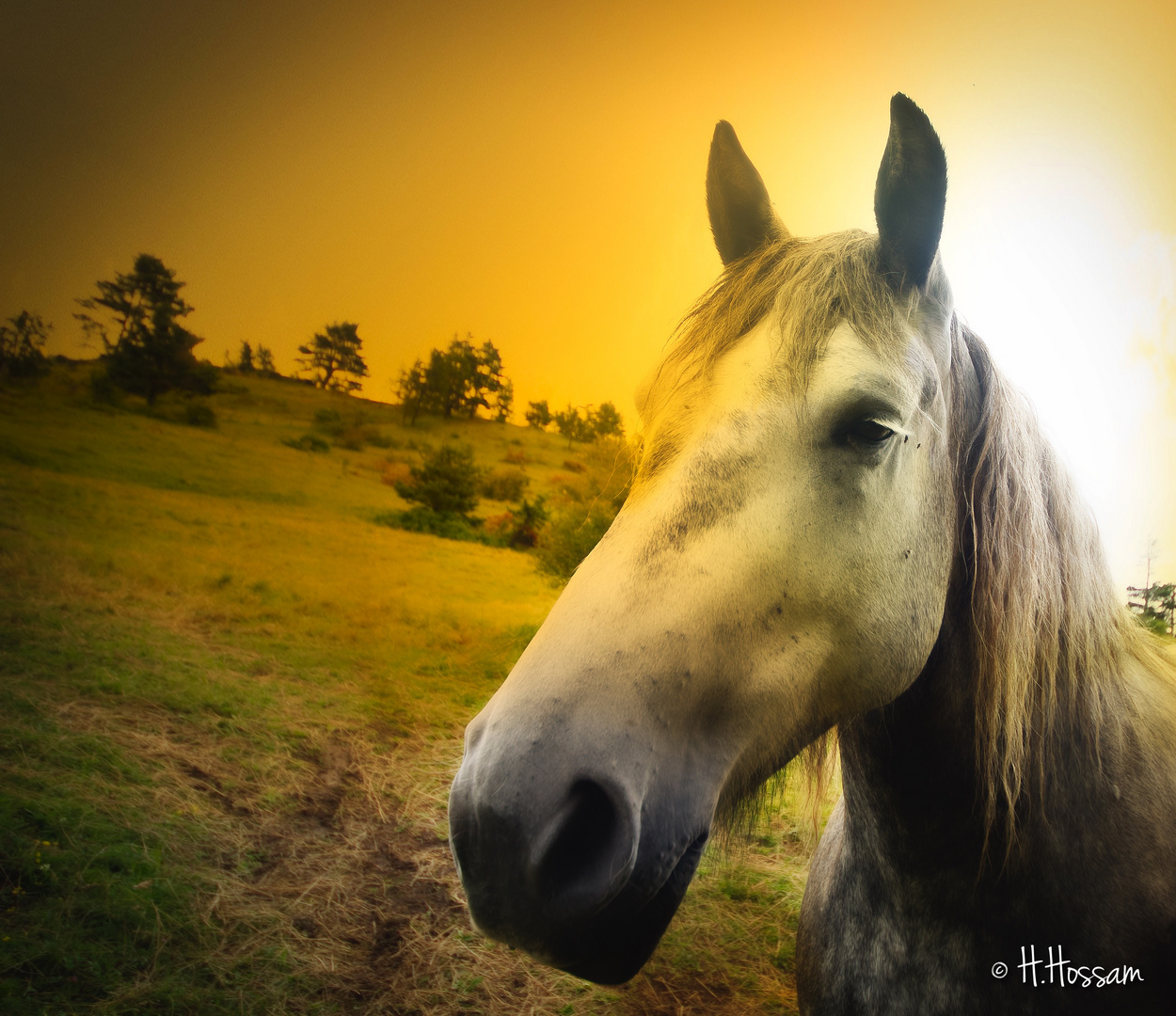 Horses in Sunset 