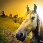 Horses in Sunset 