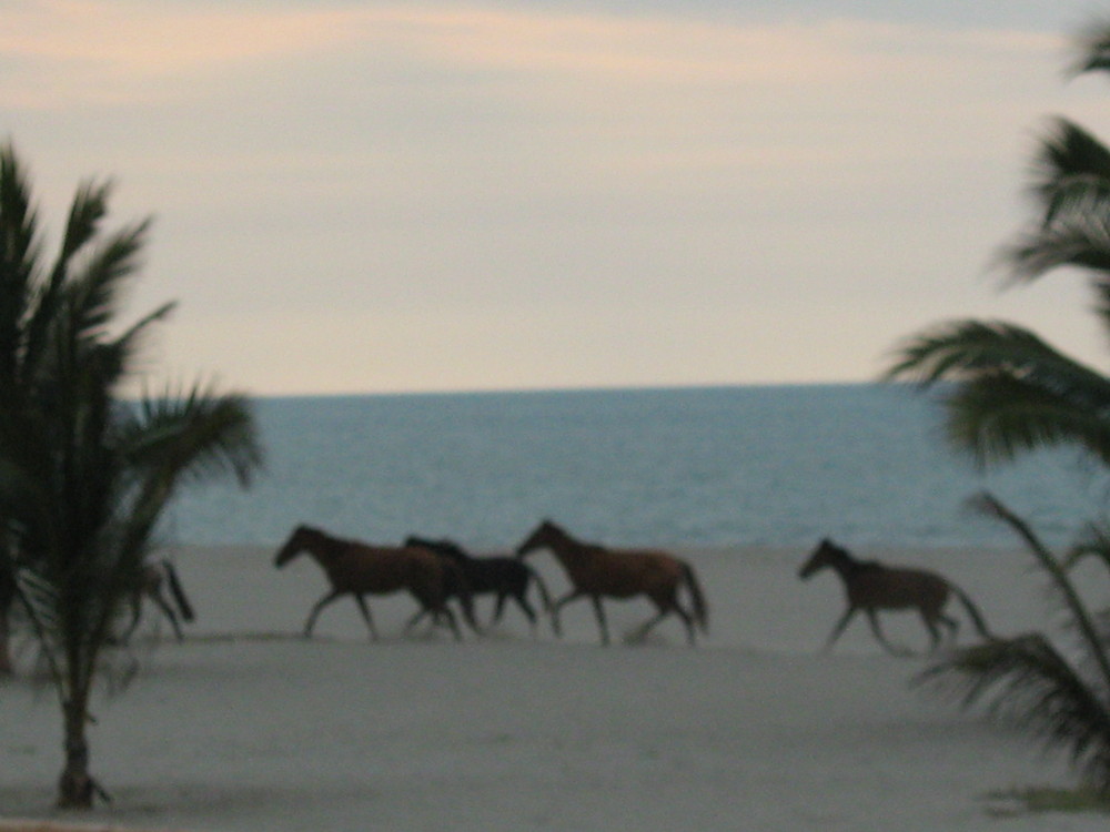 Horses in The beach.