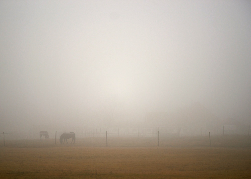 Horses In The Fog