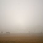 Horses In The Fog