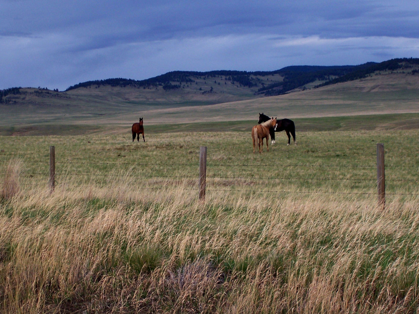 Horses in the Foothills