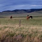 Horses in the Foothills