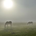 Horses in the mist