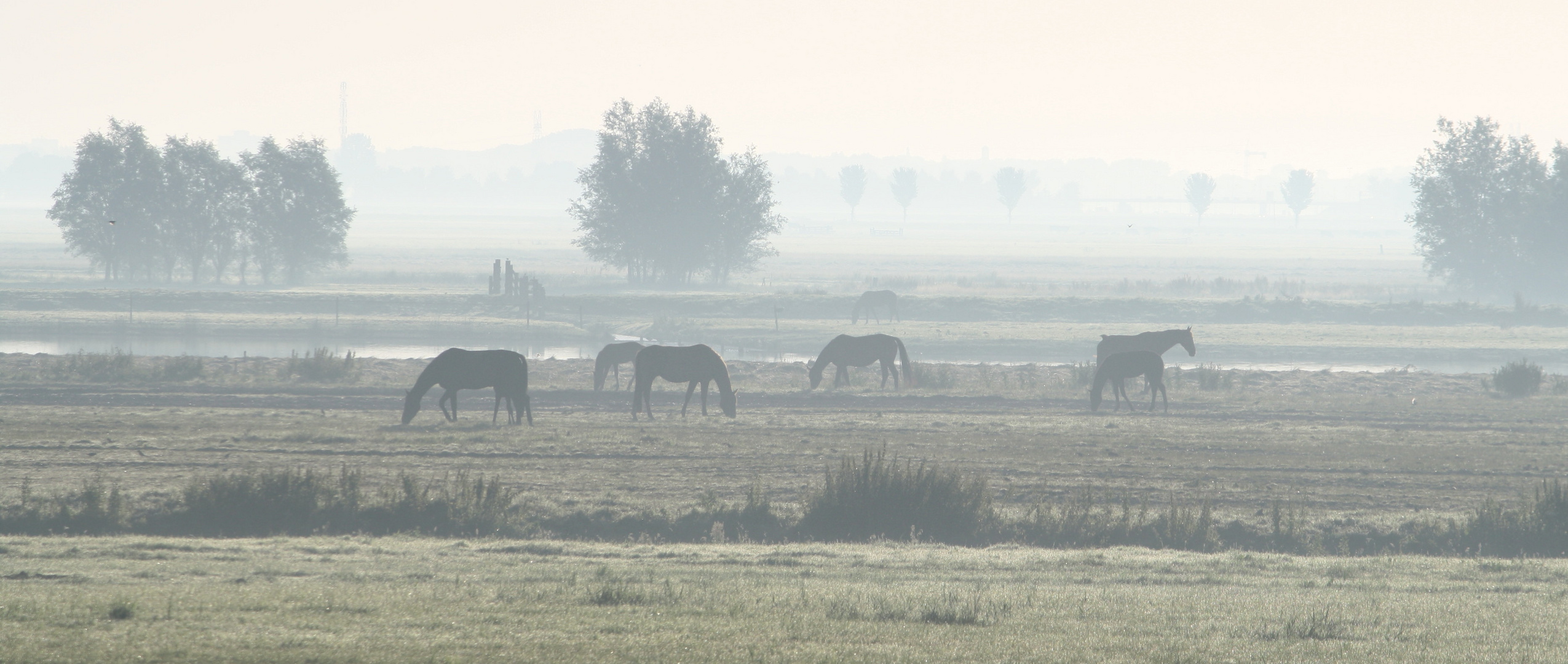 horses in the mist