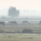 horses in the mist
