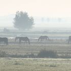 horses in the mist