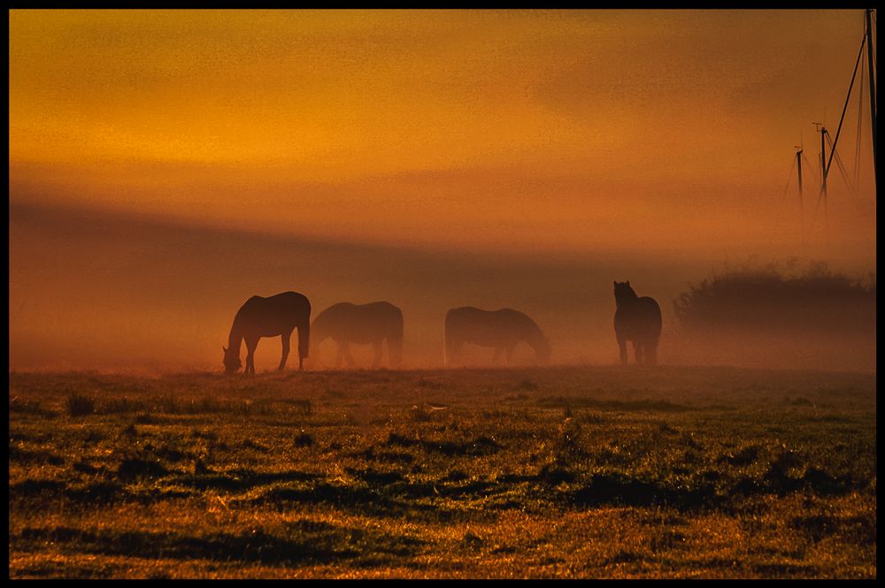 Horses in the Mist by Oliver