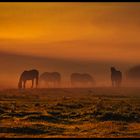 Horses in the Mist by Oliver