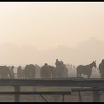 horses in the mist