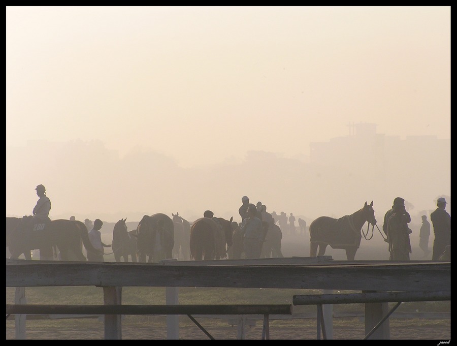 horses in the mist