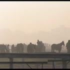 horses in the mist