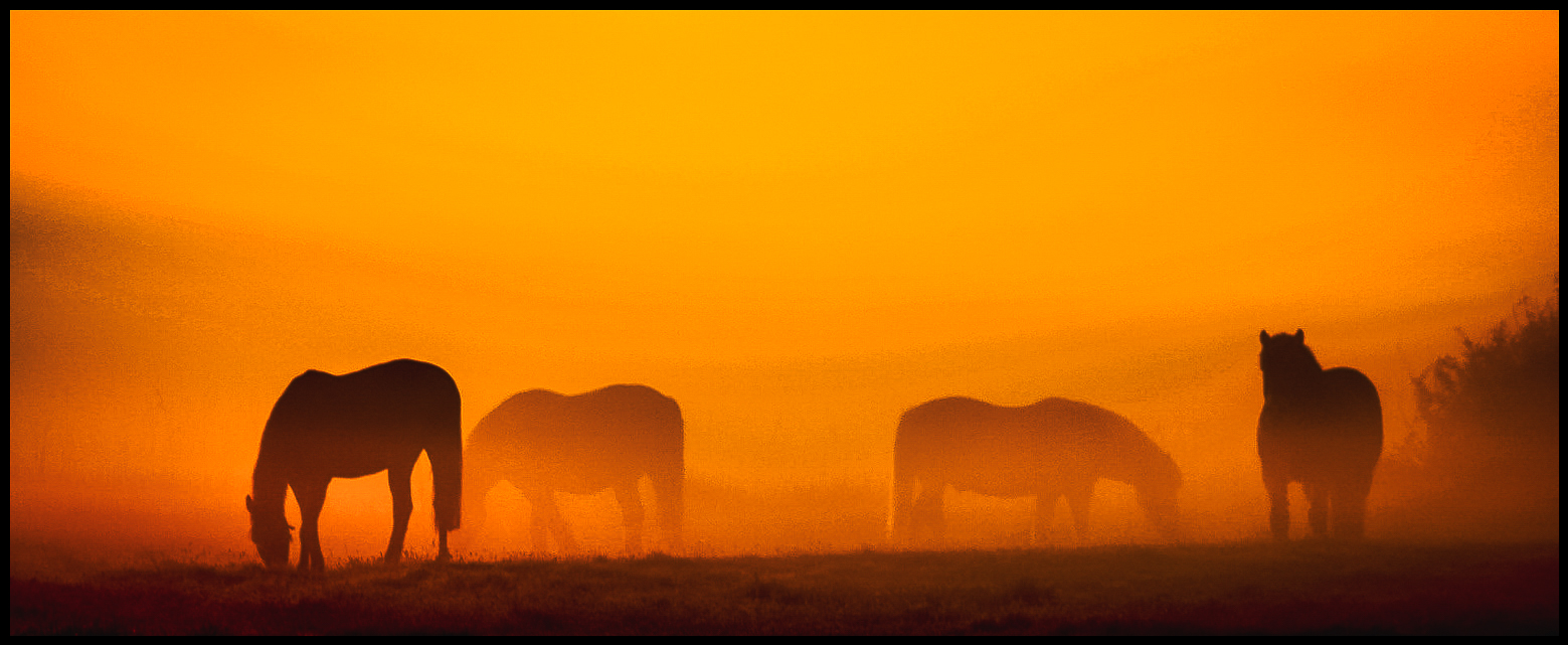 Horses in the Mist II by Oliver