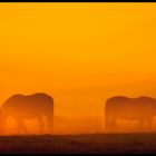 Horses in the Mist II by Oliver