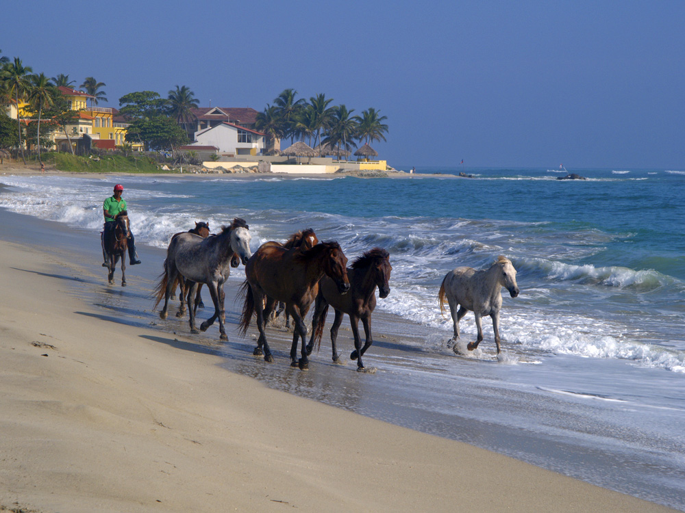 Horses in the morning