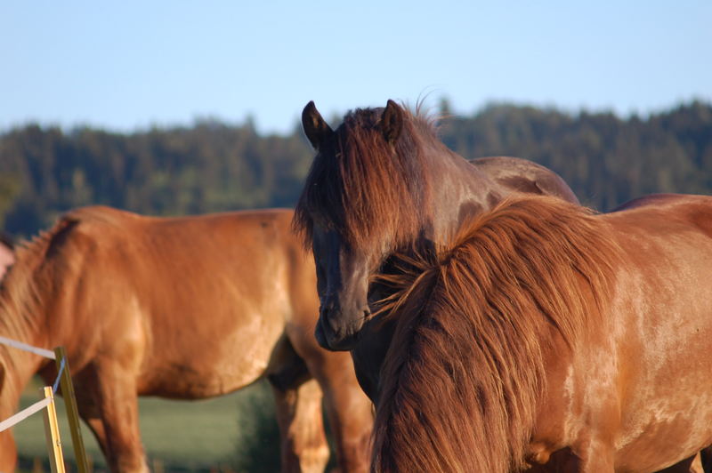 Horses in the sunset