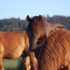 Horses in the sunset