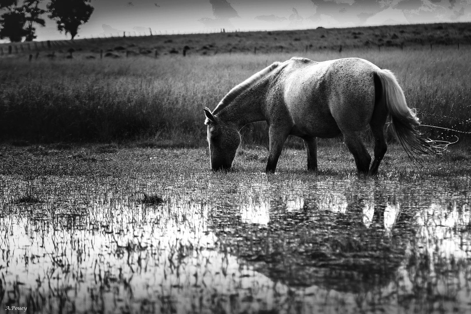 Horses in the water