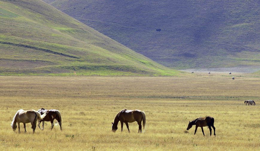 horses in the wild