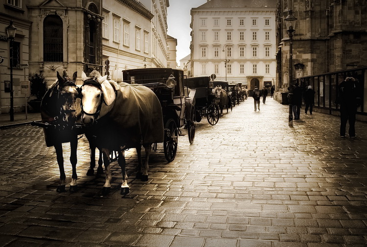 Horses in Vienna