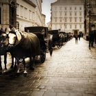 Horses in Vienna